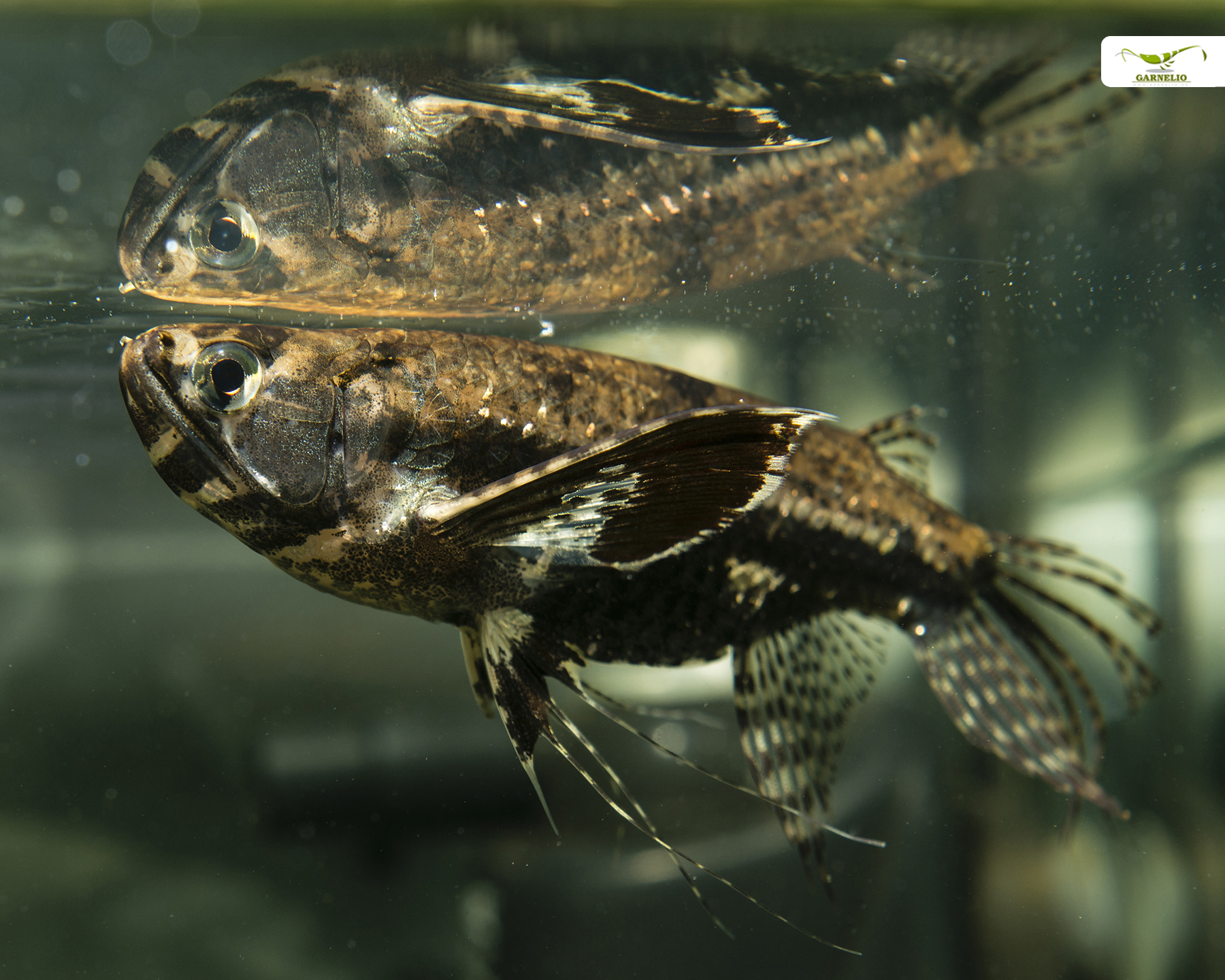 Pantodon buchholzi (African Butterfly Fish)